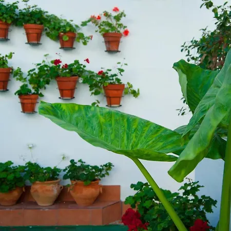 Batato Vejer de la Frontera